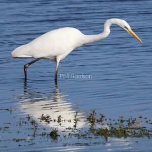 Great white egret fishing in water