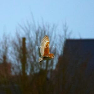 Barn owl in flight