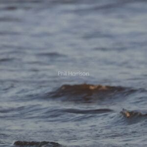 Two black and white birds flying over water, wings outstretched.