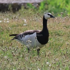 Barnacle goose stood in long grass