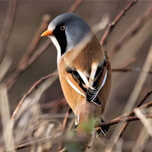 Brown, black, and white striped bird with grey head, perched on dried twigs.
