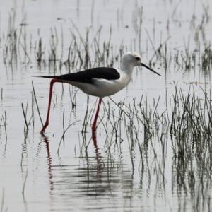 White bird with black wings, long beak, and red legs, walking through grassy water.