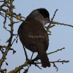 Dark grey bird with black cap, perched on twig, looking over its shoulder.