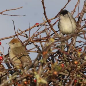 pair of blackcaps in Hawthorne tree