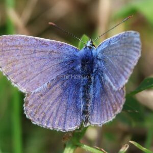 common blue sat on nettle