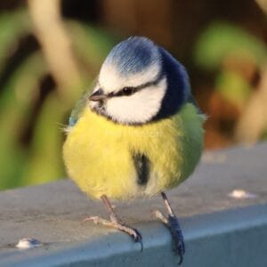 Yellow, blue, and white bird, perched on metal rail..