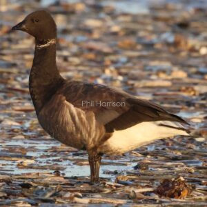 Brent goose standing on a beach