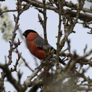 Red, grey, and black bird perched on budding branch.