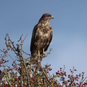 Buzzard perched on Hawthorn