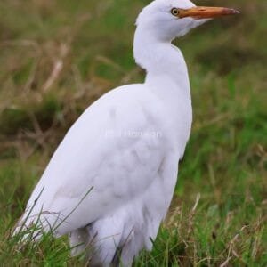 White bird, long compressed neck, orange beak, stood in grass.