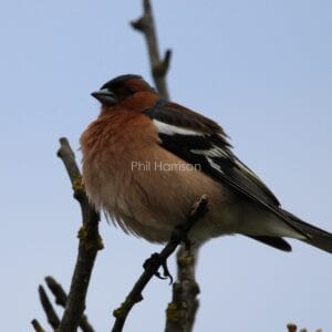 Rust, pale pink, black, and white bird perched on twig, chest puffed.