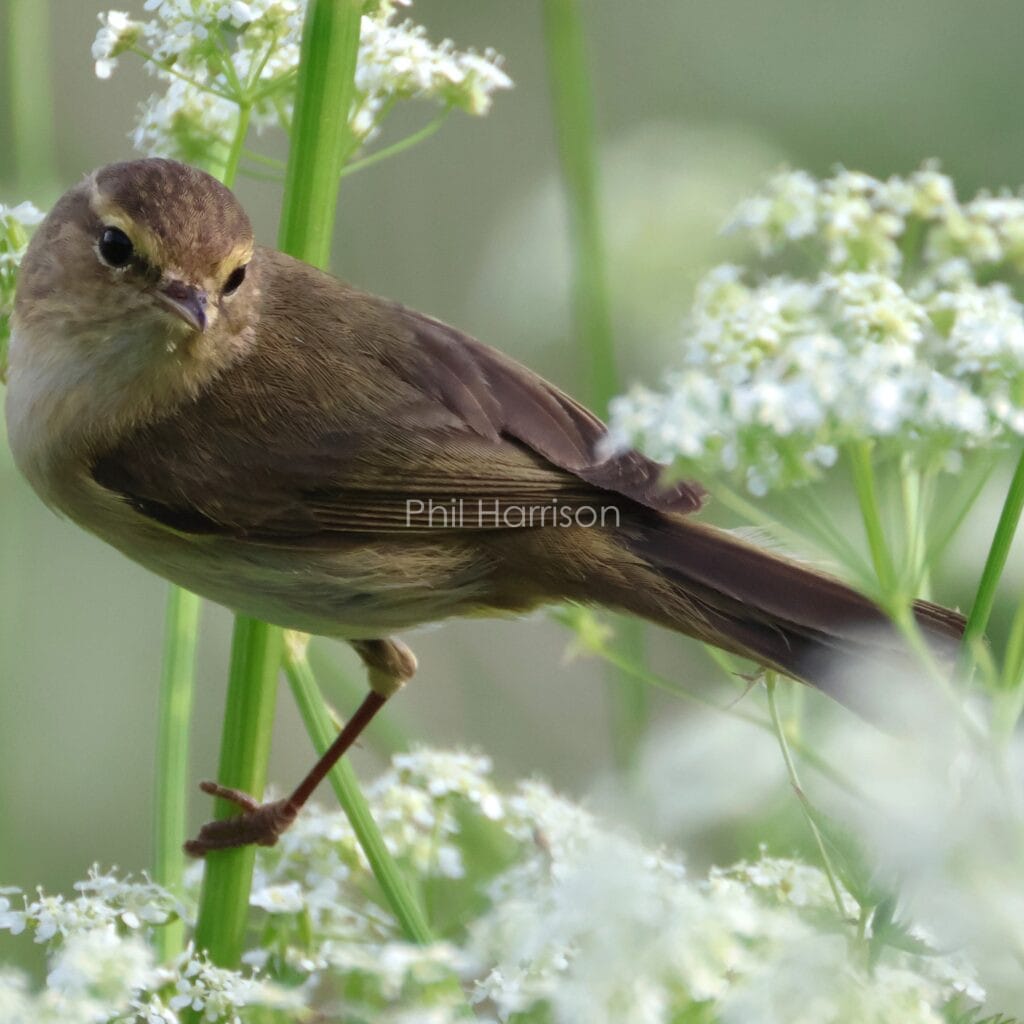 Brown and pale yellow bird, perched on green stem, among white flower heads.