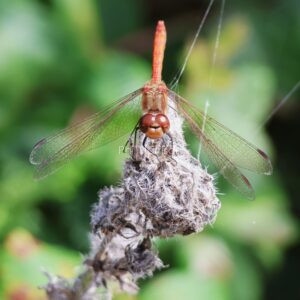 common darter sat on gauze