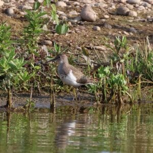 Pale brown and white bird, walking through mud by water.