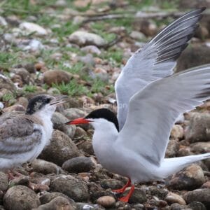 Two birds stood on rocks. Young bird brown and white, mouth open. Grown bird mostly white, black cap, orange beak, wings up.