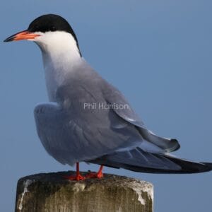 Bird stood on wooden post, grey body, white neck, black cap, orange beak and feet.