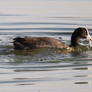 Black bird swimming, white beak red eye, water splashes and bubbles.