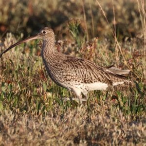 Brown and beige patterned bird, walking through grassy area, long curved beak.