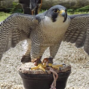 Peregrine Falcon with wings spread