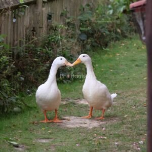 two white puddle ducks facing each other