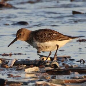 Brown and white bird stood on pebbles in water, looking down.