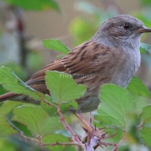 Brown and grey bird, perched on green, thorny plant.