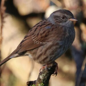Dunnock perched on a branch