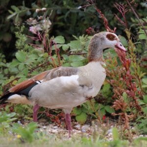 Beige, rust, and brown patched bird, stood by brambles.