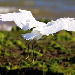White bird flying, wings outstretched, yellow legs dangling, greenery below it.