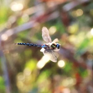 Flying insect, clear wings, blue, black, red, and yellow body.