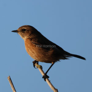 Reddy brown bird perched on dried twig.