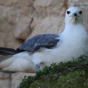 Fulmar on cliff ledge