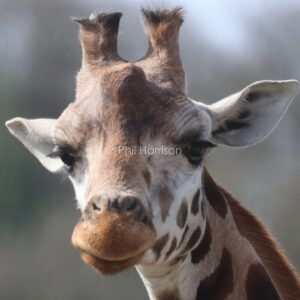 Giraffe looking confused