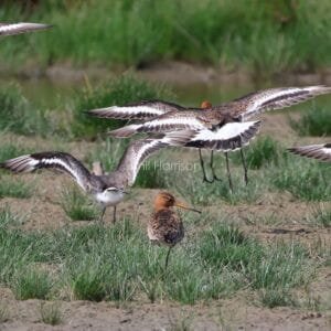 Water and grass, black, white, and rust coloured birds, 3 in flight, two with wings outstretched ready, and one on the ground.