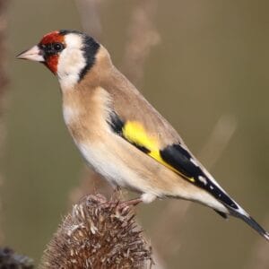 Bird perched on dried teasel, light brown body, black and white patches, red on head, yellow on wings.
