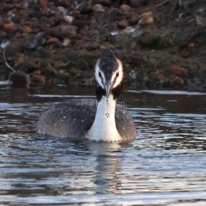 Black and white bird swimming towards camera, large waterdrops falling from beak.
