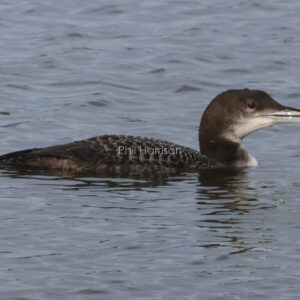 Great northern diver swimming