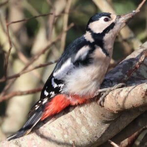 Black, white, and red bird perched on tree, wood debris on beak.