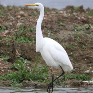 White bird with long neck and black legs, stood in water, mud bank behind.