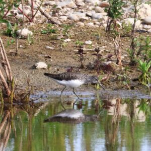 Green Sandpiper feeding in water