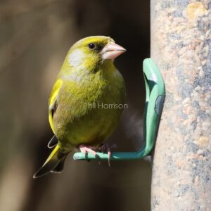 Greenfinch perched on garden feeder