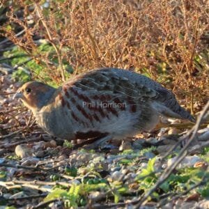 Grey and rust coloured bird squatting between pebbles and plants.