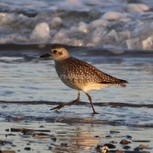 Grey and brown spotted bird walking along the shallows.