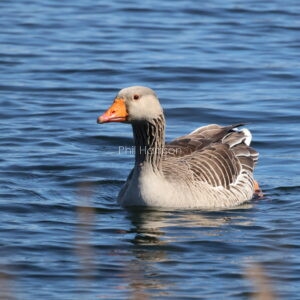 Bird floating on water, grey and brown tiered feathers, orange beak.