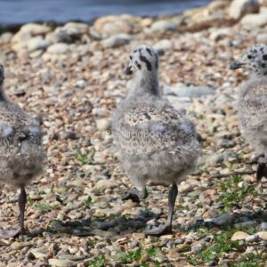 Three fluffy grey and brown chicks, walking away across pebbles.