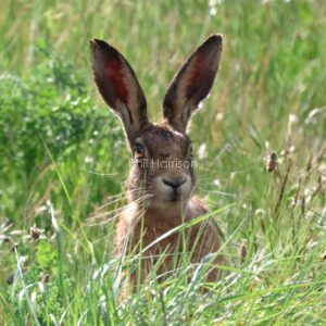 Hare looking in long grass