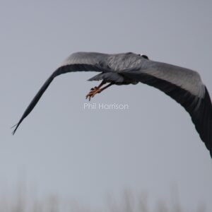 Grey bird flying away, broad wings beating down.