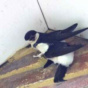 Pair of House Martins under the eves