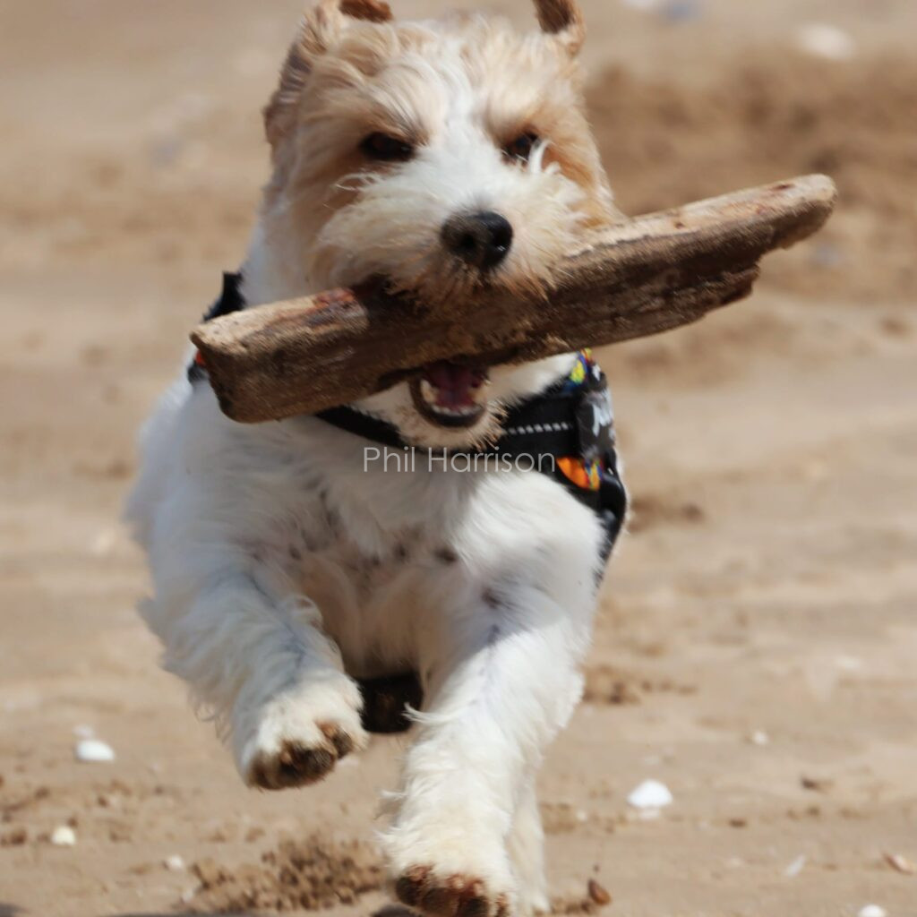 White and beige dog bounding towards the camera, driftwood in mouth.