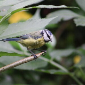 Juvenile Blue tit perched on twig